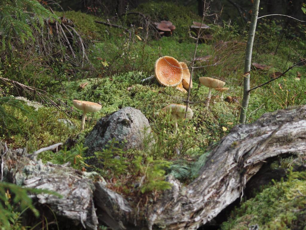 Mieps Huset Dalarna Holiday Kullen  Buitenkant foto